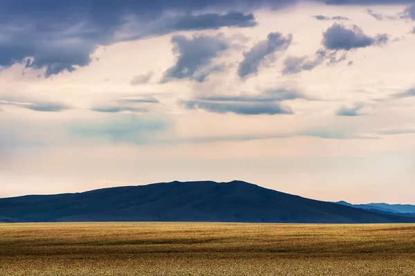 Pole Oseté Pohanka Pozadí Pohoří Horský Altaj Jižní Sibiř Rusko — Stock fotografie