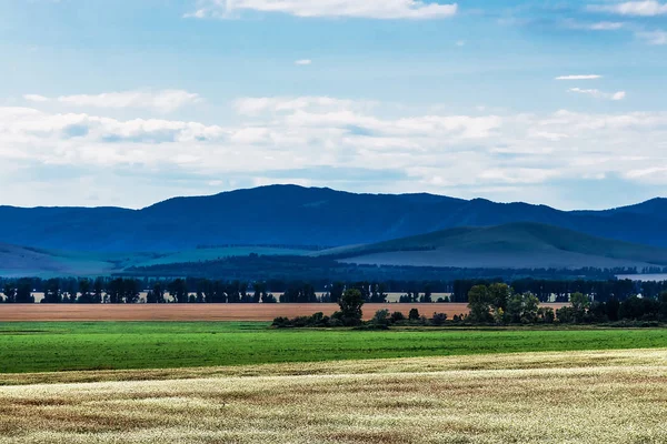 İle arka planda dağların buğday ekili alanlar. Dağ altay, Güney Sibirya, Rusya Federasyonu