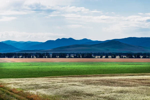 İle arka planda dağların buğday ekili alanlar. Dağ altay, Güney Sibirya, Rusya Federasyonu
