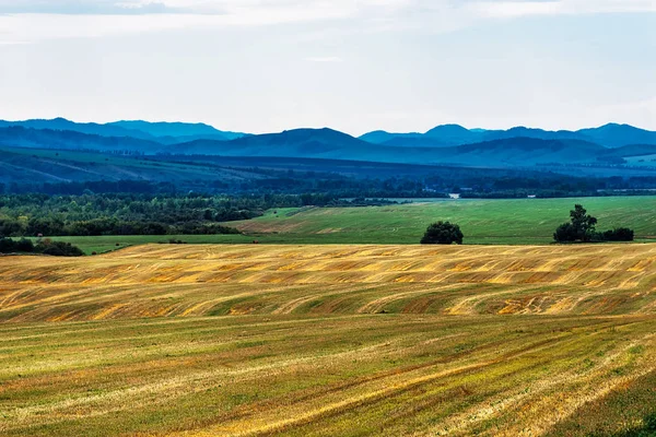 Horská Krajina Šikmých Polí Horský Altaj Jižní Sibiř Rusko — Stock fotografie