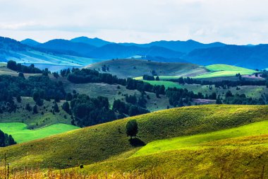 Yaz, yatay, tepeler ve altay dağlarında. Dağ altay, Güney Sibirya, Rusya Federasyonu