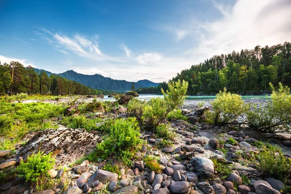 Dağ nehir Katun günbatımında dağlarla çevrili. Dağ altay, Güney Sibirya, Rusya Federasyonu