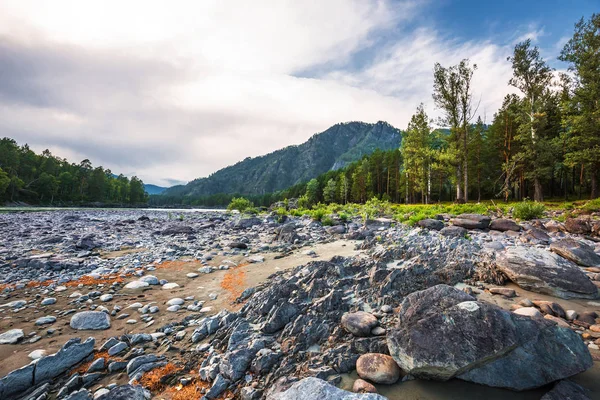 Mountain River Katun Omgivet Berg Vid Solnedgången Mountain Altai Södra — Stockfoto
