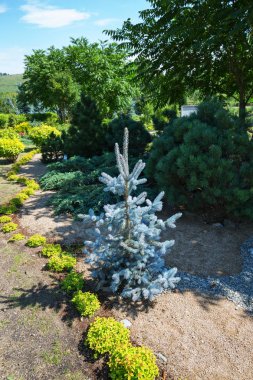 Altay Köyü, Gorny altay, Güney Sibirya, Rusya Federasyonu-25 Ağustos 2018: Botanik Bahçesi altay kholmogorie topraklarının süs bitkileri ve çalılar bahçe yolları etrafında dikim