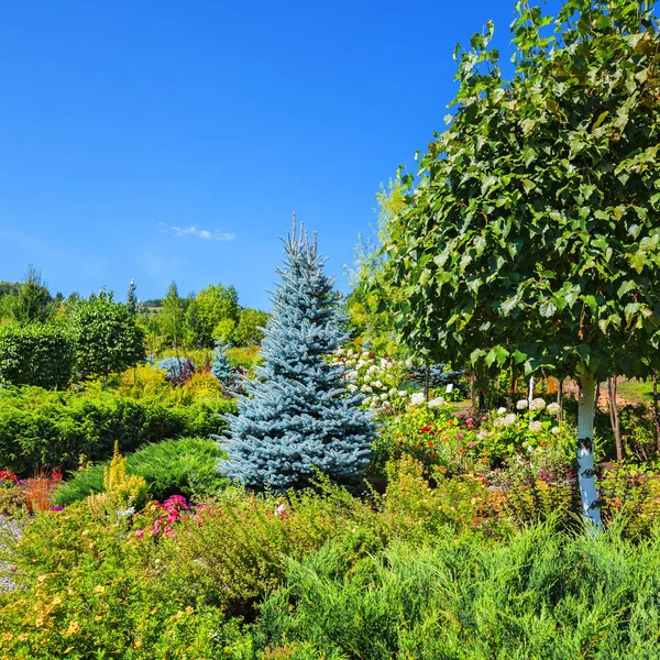 ゴルニアルタイ 南シベリアのアルタイ村ロシア 2018 樹木園アルタイ Kholmogorie の領土観賞植物 庭の小道の周りの低木の植栽 — ストック写真