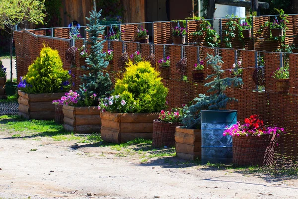 Altai Village Gorny Altai South Siberia Russia August 2018 Arboretum — Stock Photo, Image