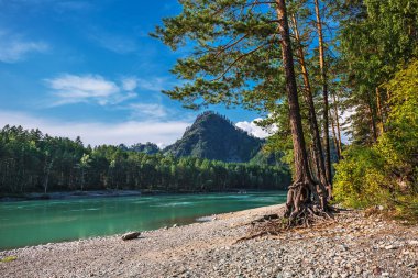 Katun Nehri'nin üzerinde çıplak kökleri ile çam. Dağ altay, Güney Sibirya, Rusya Federasyonu