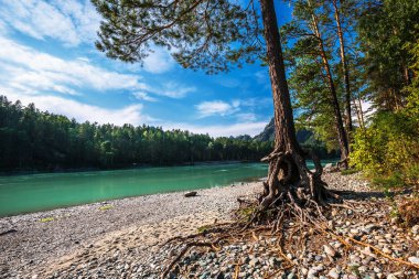 Katun Nehri'nin üzerinde çıplak kökleri ile çam. Dağ altay, Güney Sibirya, Rusya Federasyonu