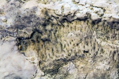 Eski bir deniz Sponichi taşkın yatağının içinde bulunan fosil. Iskitim district, Novosibirsk bölgesi, Batı Sibirya, Rusya Federasyonu