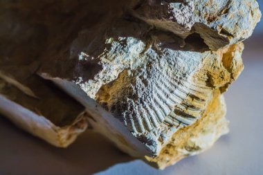 Eski bir deniz Sponichi taşkın yatağının içinde bulunan fosil. Iskitim district, Novosibirsk bölgesi, Batı Sibirya, Rusya Federasyonu