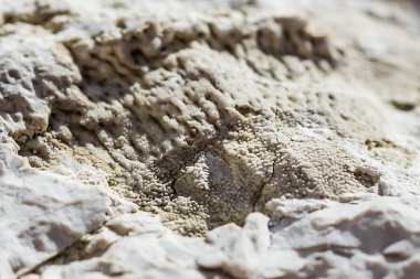 Eski bir deniz Sponichi taşkın yatağının içinde bulunan fosil. Iskitim district, Novosibirsk bölgesi, Batı Sibirya, Rusya Federasyonu
