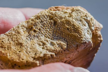 Eski bir deniz Sponichi taşkın yatağının içinde bulunan fosil. Iskitim district, Novosibirsk bölgesi, Batı Sibirya, Rusya Federasyonu