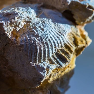 The fossil of an ancient sea found in the floodplain of Sponichi. Iskitim district, Novosibirsk region, Western Siberia, Russia clipart