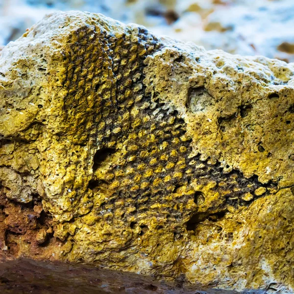 Het Fossiel Van Een Oude Zee Gevonden Uiterwaarden Van Sponichi — Stockfoto