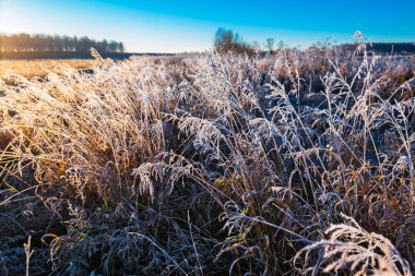 Sonbahar manzara. Çayır çimen Frost sonbahar gece frosts sonra. Batı Sibirya, Novosibirsk bölgesi, Kolyvan bölgesi, Rusya Federasyonu