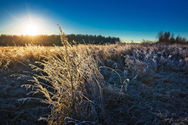 Sonbahar manzara. Çayır çimen Frost sonbahar gece frosts sonra. Batı Sibirya, Novosibirsk bölgesi, Kolyvan bölgesi, Rusya Federasyonu