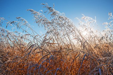 Çayır çimen yükselen güneş ışınlarının Frost. Batı Sibirya, Novosibirsk bölgesi, Kolyvan bölgesi, Rusya Federasyonu