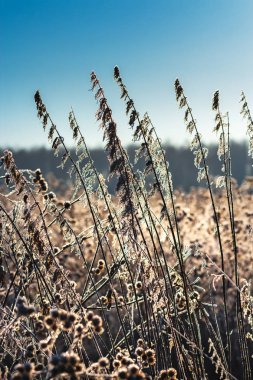 Çayır çimen Frost sonbahar gece frosts sonra. Batı Sibirya, Novosibirsk region, Rusya Federasyonu
