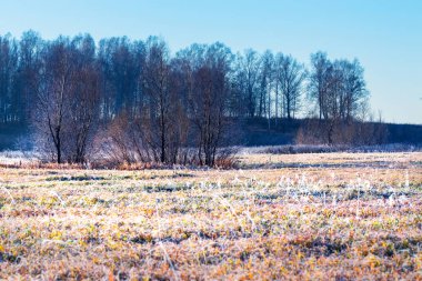 Sonbahar manzara. Çayır çimen Frost sonbahar gece frosts sonra. Batı Sibirya, Novosibirsk bölgesi, Kolyvan bölgesi, Rusya Federasyonu