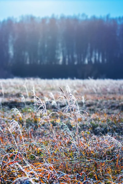 Autumn Landscape Meadow Grass Frost Autumn Night Frosts Western Siberia — Stock Photo, Image