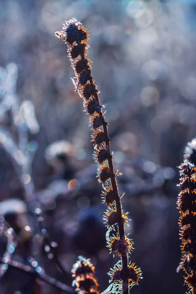 Wiesengras Frost Nach Herbstlichen Nachtfrösten Westsibirien Gebiet Nowosibirsk Russland — Stockfoto
