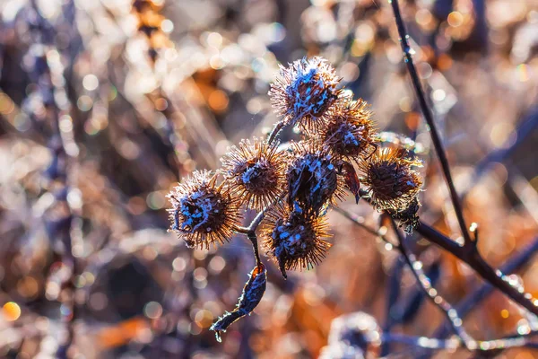 Wiesengras Frost Nach Herbstlichen Nachtfrösten Westsibirien Gebiet Nowosibirsk Russland — Stockfoto