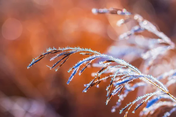 Wiesengras Frost Nach Herbstlichen Nachtfrösten Westsibirien Gebiet Nowosibirsk Russland — Stockfoto