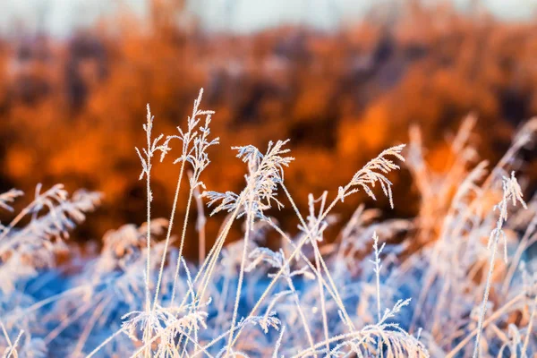 Meadow Grass Frost Autumn Night Frosts Western Siberia Novosibirsk Region — Stock Photo, Image