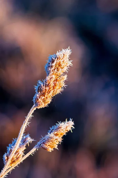 Wiesengras Frost Nach Herbstlichen Nachtfrösten Westsibirien Gebiet Nowosibirsk Russland — Stockfoto