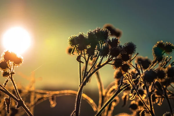 Wiesengras Frost Den Strahlen Der Aufgehenden Sonne Westsibirien Nowosibirsk Gebiet — Stockfoto