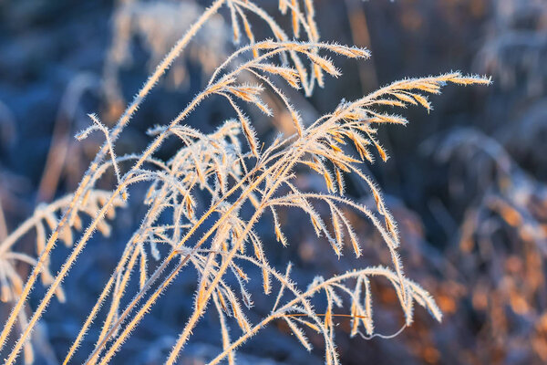 Meadow grass in frost after autumn night frosts. Western Siberia, Novosibirsk region, Russia