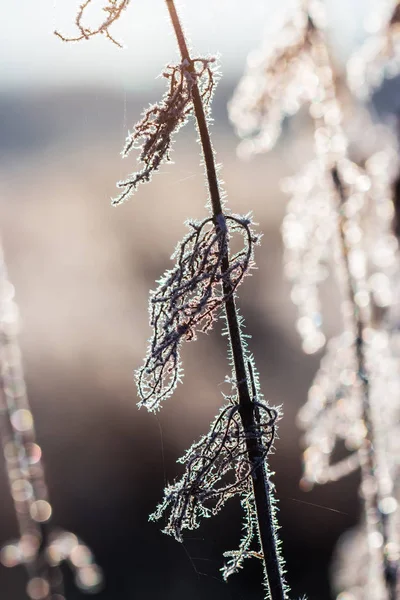 Wiesengras Frost Nach Herbstlichen Nachtfrösten Westsibirien Gebiet Nowosibirsk Russland — Stockfoto