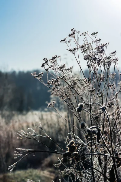 Paysage Automne Herbe Des Prés Gelée Après Les Gelées Nocturnes — Photo