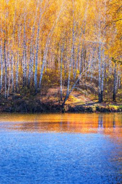 Sonbahar manzara küçük bir Sibirya Nehri üzerinde. Razdelnaya Nehri, Berdsk, Novosibirsk bölgesi, Batı Sibirya, Rusya Federasyonu