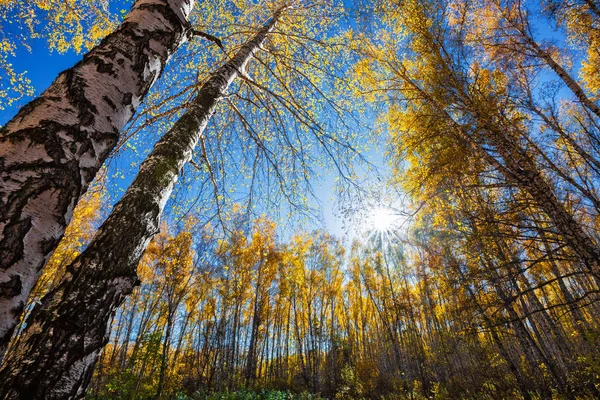 Paisagem Com Bosque Vidoeiro Sol Outono Novosibirsk Região Sibéria Ocidental — Fotografia de Stock