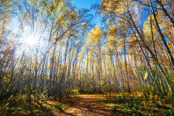 Estrada Espalhada Com Folhas Amarelas Que Correm Através Bosque Outono — Fotografia de Stock