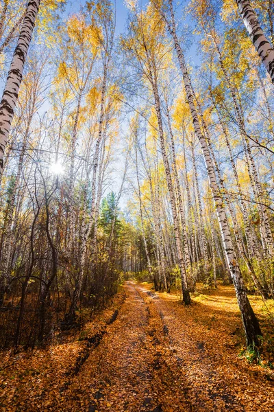 Estrada Espalhada Com Folhas Amarelas Que Correm Através Bosque Outono — Fotografia de Stock