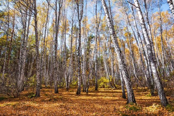Paisagem Outono Bosque Bétula Novosibirsk Região Sibéria Ocidental Rússia — Fotografia de Stock