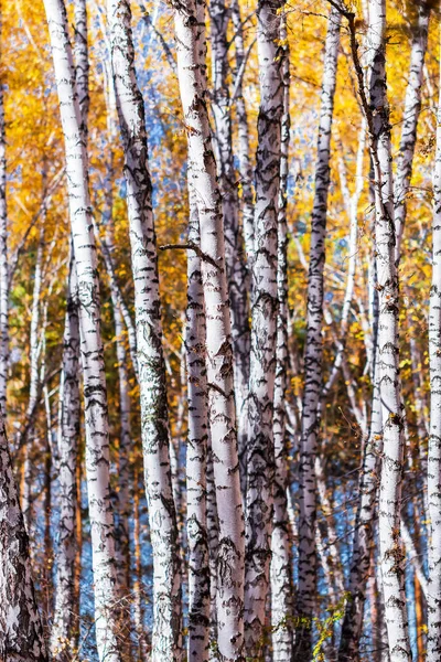 Autumn Landscape Trunks Young Birches Novosibirsk Region Western Siberia Russia — Stock Photo, Image