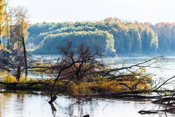 Zmyć Drzew Nad Rzeką Suzun District Nowosybirsk Regionu Zachodniej Syberii — Zdjęcie stockowe
