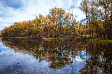 Sonbahar manzara ağaçlar Nehri üzerindeki yansımaları ile. OB, Verkh-Suzun, Suzun bölge, Novosibirsk bölgesi, Batı Sibirya, Rusya Federasyonu
