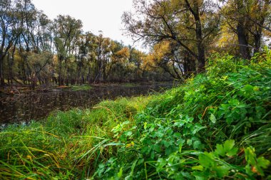 Sonbahar manzara, sığ nehir kanalı. OB, Suzun bölge, Novosibirsk bölgesi, Batı Sibirya, Rusya Federasyonu
