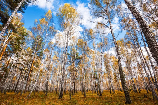 Abedul Otoño Distrito Suzun Región Novosibirsk Siberia Occidental Rusia — Foto de Stock