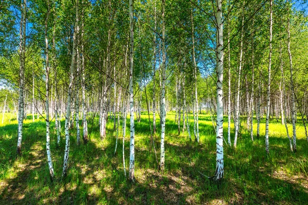 Unga Björkdungen Sommarlandskap Novosibirsk Region Västra Sibirien Ryssland — Stockfoto