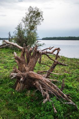 Ağaçlar bahar sel nehir banka atılmış kalıntıları. OB nehir, Novosibirsk bölgesi, Suzun bölgesi, Batı Sibirya, Rusya Federasyonu