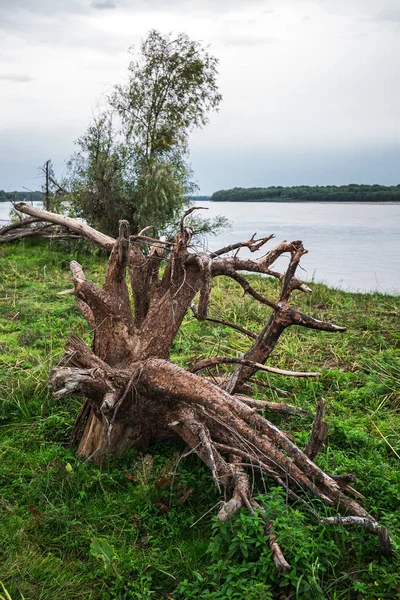 Resterna Träden Kastas Vårfloden Vid Floden Bank Floden Novosibirsk Region — Stockfoto