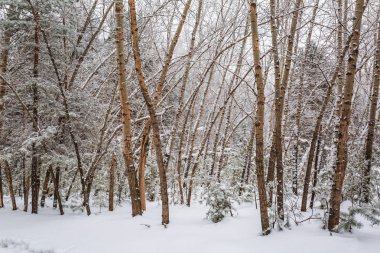 Kış manzarası, karla kaplı orman. Novosibirsk bölgesi, Batı Sibirya, Rusya Federasyonu