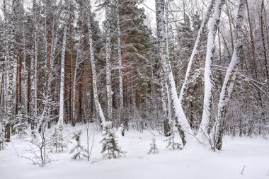 Kış manzarası, karla kaplı orman. Novosibirsk bölgesi, Batı Sibirya, Rusya Federasyonu