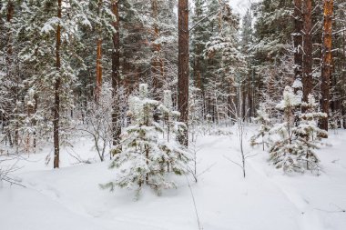 Kış manzarası, karla kaplı orman. Novosibirsk bölgesi, Batı Sibirya, Rusya Federasyonu