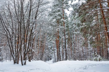 Kış manzarası, karla kaplı orman. Novosibirsk bölgesi, Batı Sibirya, Rusya Federasyonu